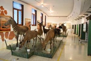 Salón africano Museo de Ciencias Naturales Caracas
